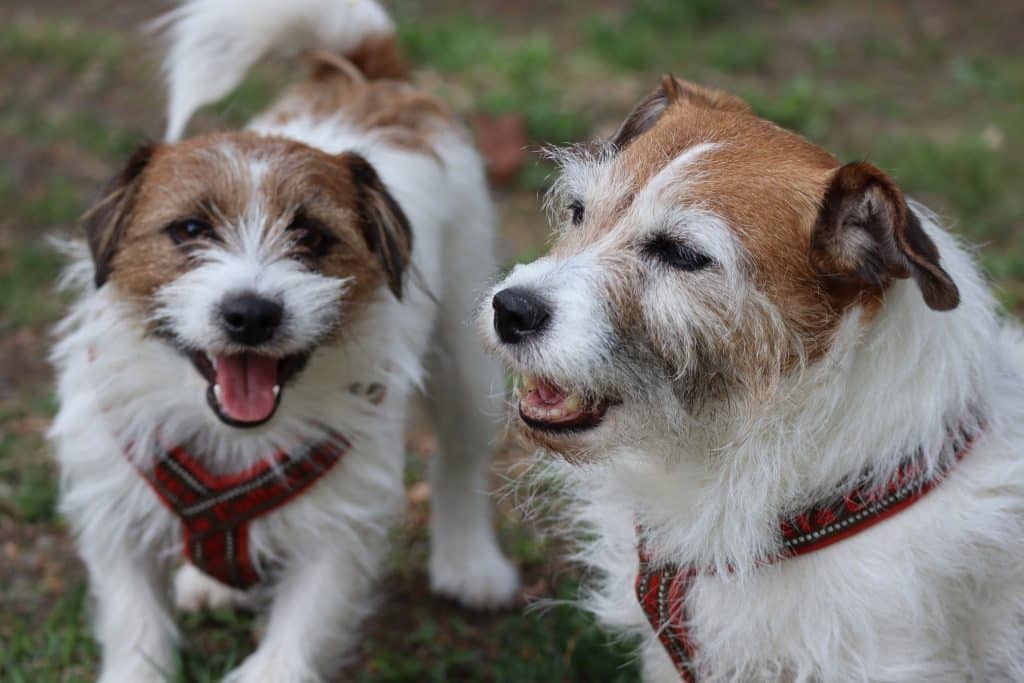 Jackrusselinterrierit Pomppu ja Hilma